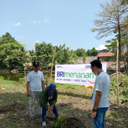 Desa Kalimati desa BRIlian #brimenanam